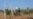 Moldova, Miclesti Criuleni, village, reforestation, greening