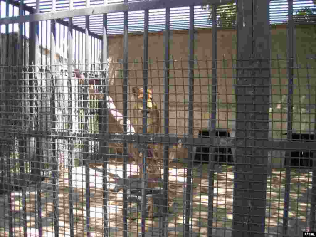 Zoopark "əhli" və yay istiləri #23