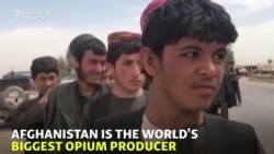 Afghans Head To Opium Poppy Harvest