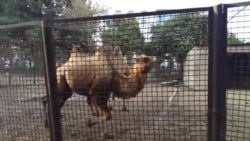 Bakı zooparkından görüntülər