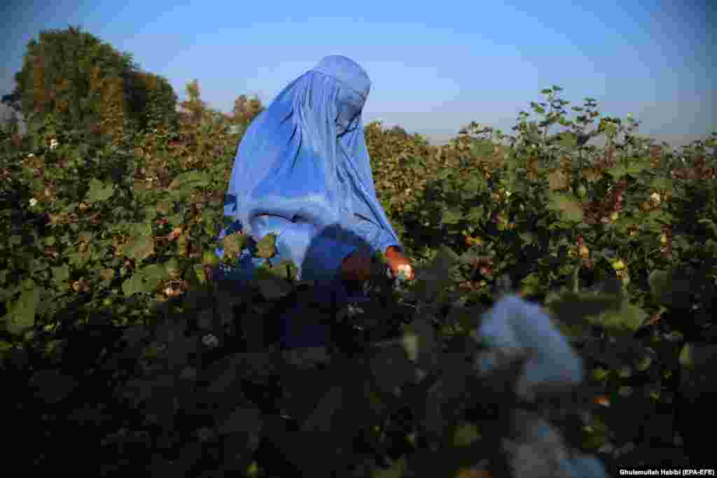 Avganistanka skuplja pamuk na državnoj farmi u Džalalabadu