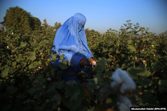 Një grua afgane punon në një fushë të pambukut në Jalalabad.(epa-EFE/Ghulamullah Habibi)