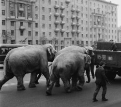 Слоны Московского цирка на Садовом кольце, 1970 год