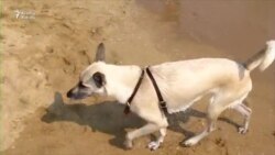 İtiylə səyahət etmək istəyənlər üçün video