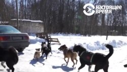 Как в смоленской деревне появился приют для животных