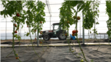 Moldova, Greenhouse at the Technical University of Moldova