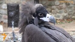 Жыртқыш құстар тәлімбағы