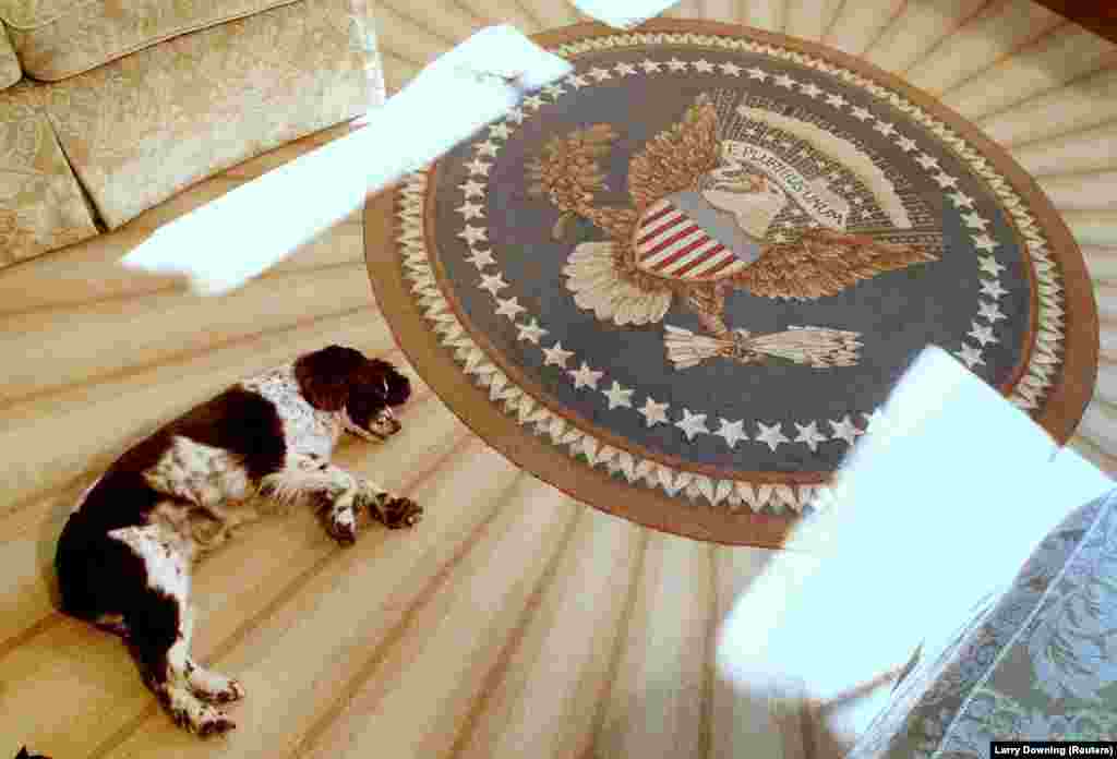 20 грудня 2001 року.&nbsp;Спот, собака 43-го президента США Джорджа Буша-молодшого та першої леді Лори Буш, спить на новенькому килимі посеред Овального кабінету Білого дому, тоді як президент та перша леді демонструють представникам ЗМІ новий килим