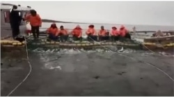 Промышленный лов лососевых в низовьях Амура