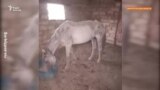 «Лошади едят землю». В Казахстане сельчане просят помощи из-за засухи и падежа скота