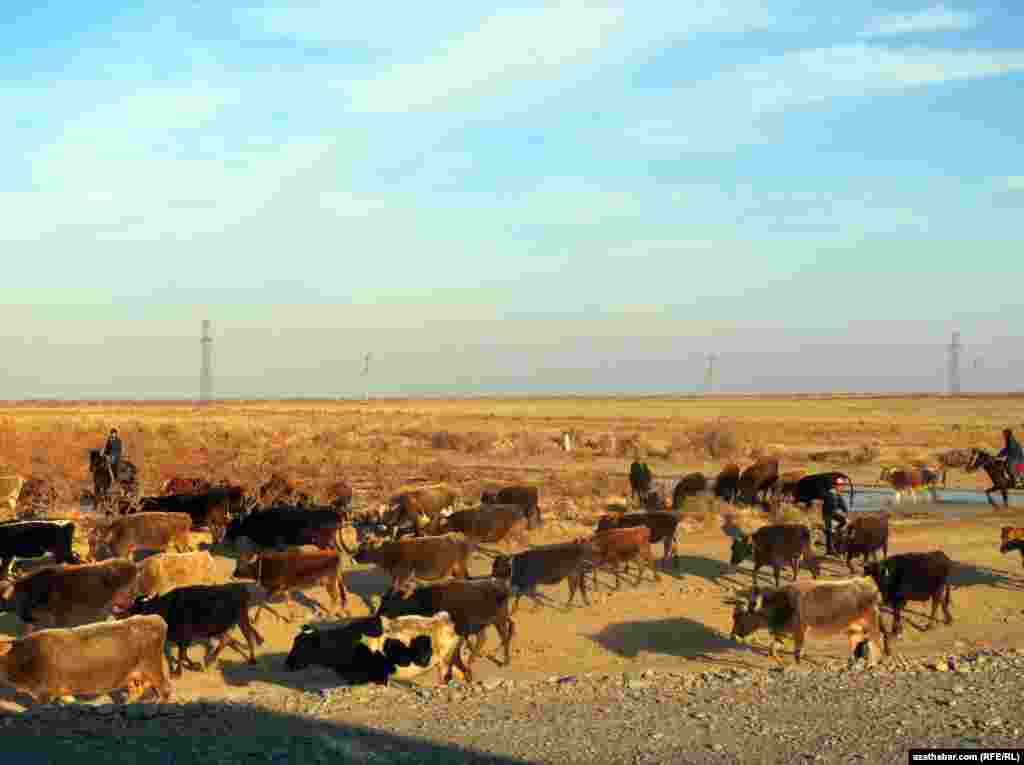 Türkmenistanyň öri meýdanlarynyň birindäki sygyr sürüsi