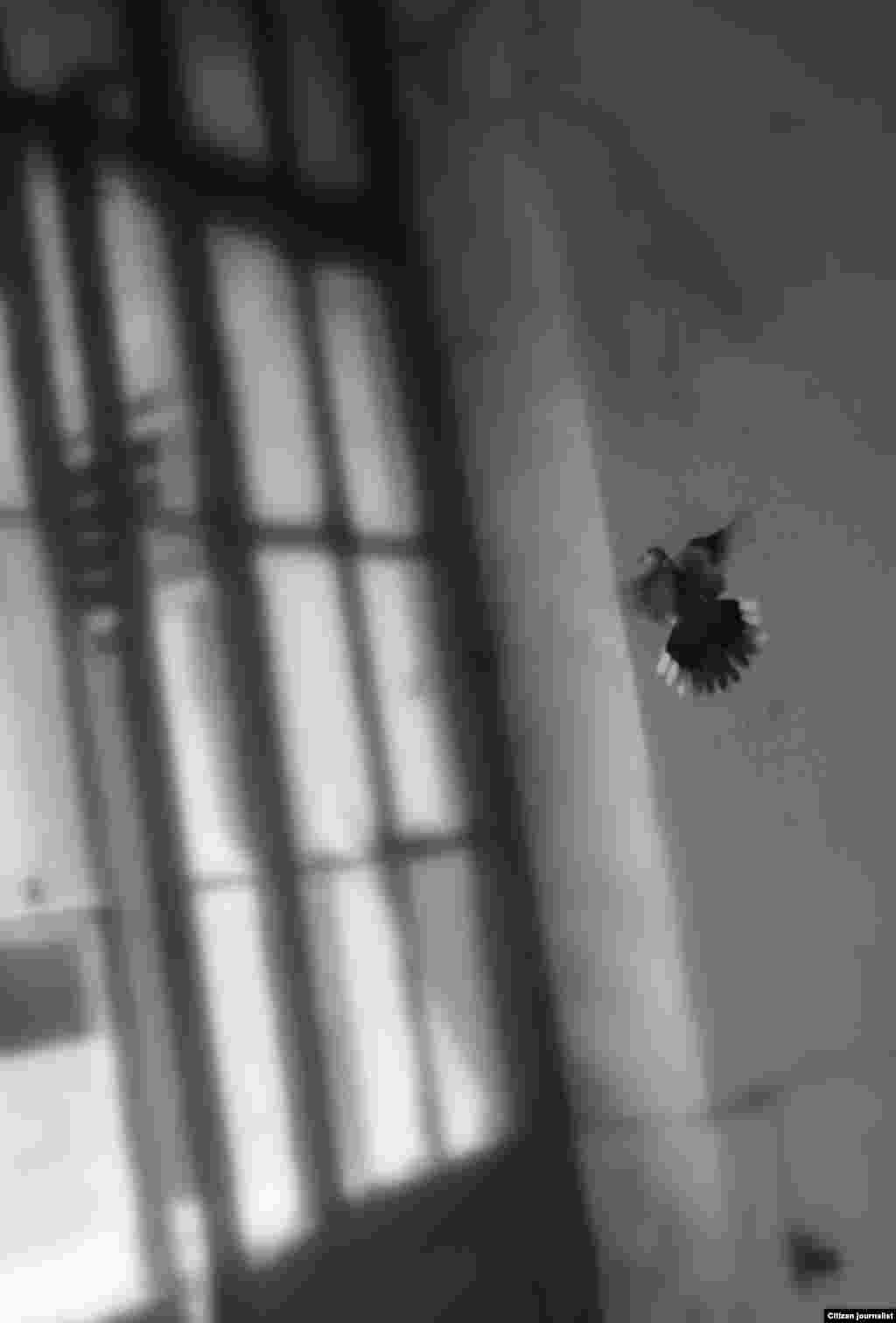 272 ნიკა ბეგაშვილი: უსათაურო