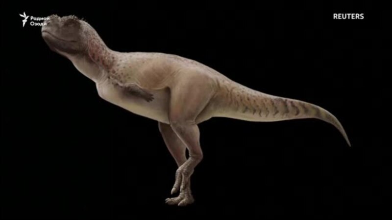 Кашфу ташхиси навъи то кунун номаълуми динозавр дар Бразилия