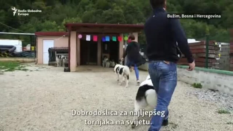 Sevdah iz BiH najljepši pas tornjak na svijetu