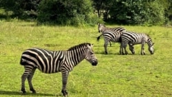 Руандадагы "Акагера" улуттук паркы