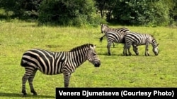 Руандадагы "Акагера" улуттук паркы