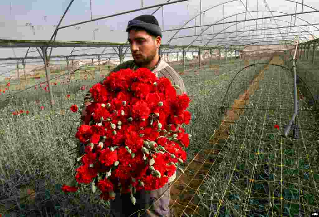 Palestina - Izraelci odobrili izvoz cvijeća - 25.000 cvjetova iz Palestine dobilo je specijalnu dozvolu izraelske Vlade za izvoz u Nizozemsku. Velika potražnja za cvijećem bila je uoči Valentinova.