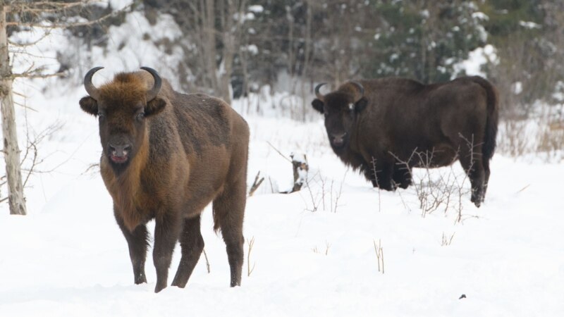 Ukrajinski bizoni i njihovi dobročinitelji