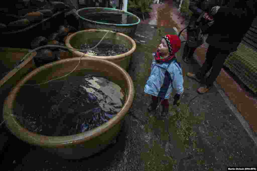 A child looks at carp in tubs at a street sale in downtown Prague. (epa-EFE/Martin Divisek)