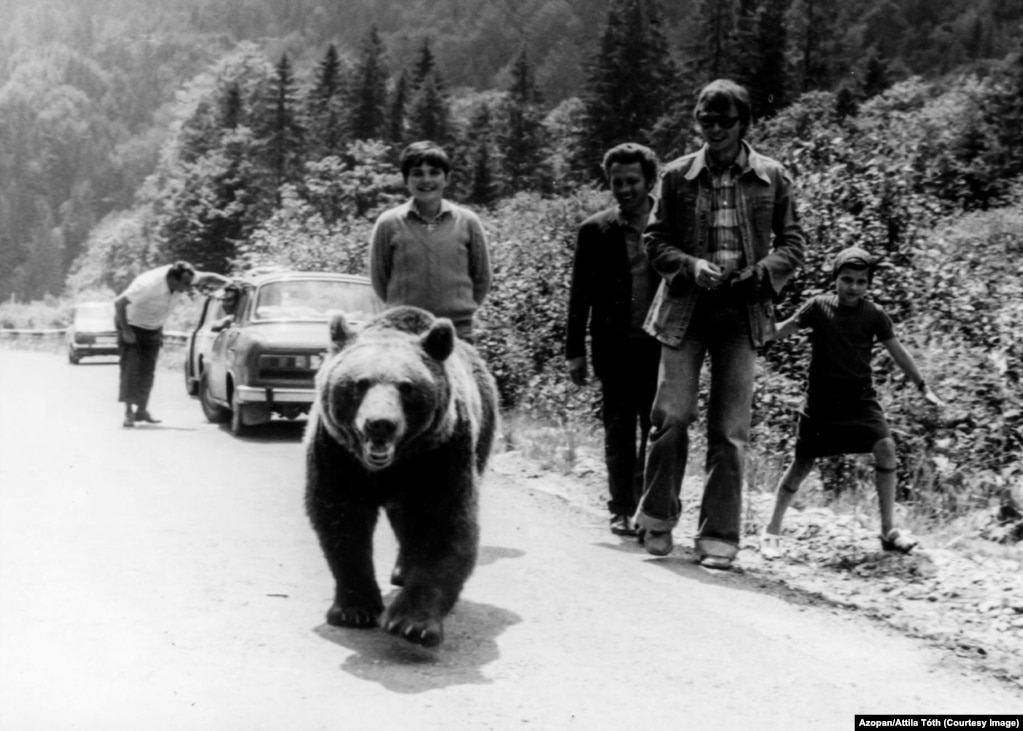 Tourists with a wild bear on the Transfagarasan in the 1970s