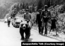 Turiști alături de un urs sălbatic pe Transfăgărășan în anii 1970.