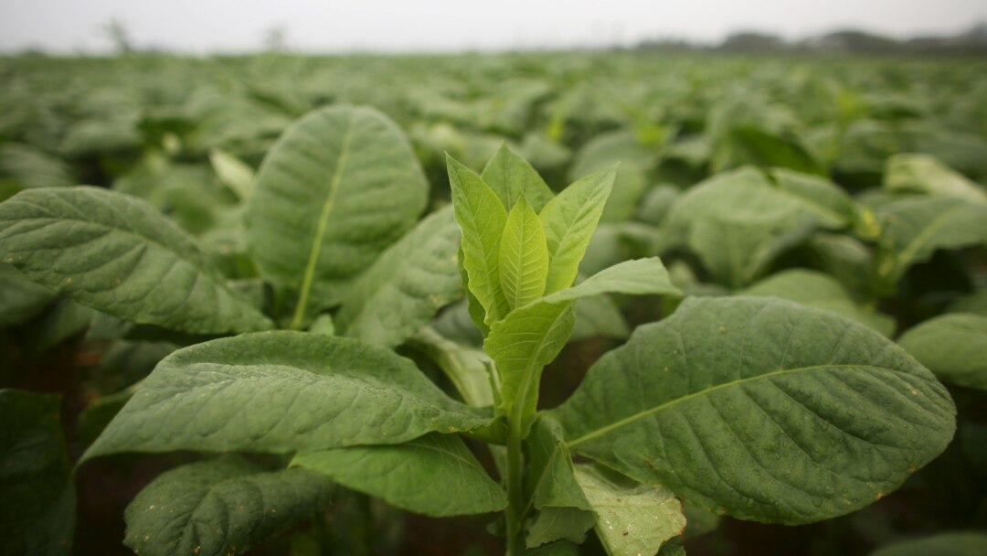 Not Just Health: Tobacco Endangers Environment, WHO Says
