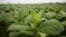 Tobacco plants require large amounts chemicals such as insecticides, herbicides, fungicides, and fumigants to control pest or disease outbreaks.