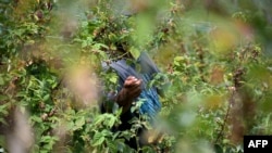Berač voća radi na polju blizu Arilja, u zapadnoj Srbiji, 7. jula 2025. 