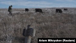 Мужчина пасет коров на фоне снаряда, оставшегося после военного конфликта в Нагорном Карабахе. 6 января 2021 года.