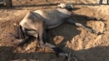 GRAB - 'A Miserable Existence': Farmers Feed Animals Cardboard As Kazakh Drought Bites