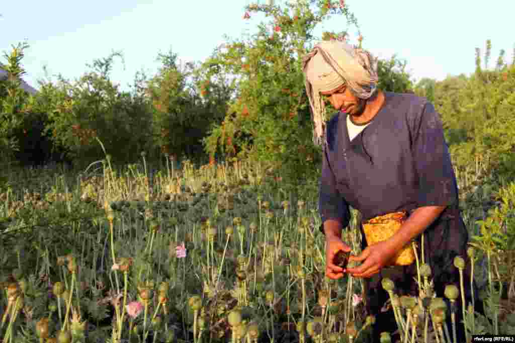Xaşxaş sahəsi, Qəndəhar vilayəti, 30 aprel, 2017