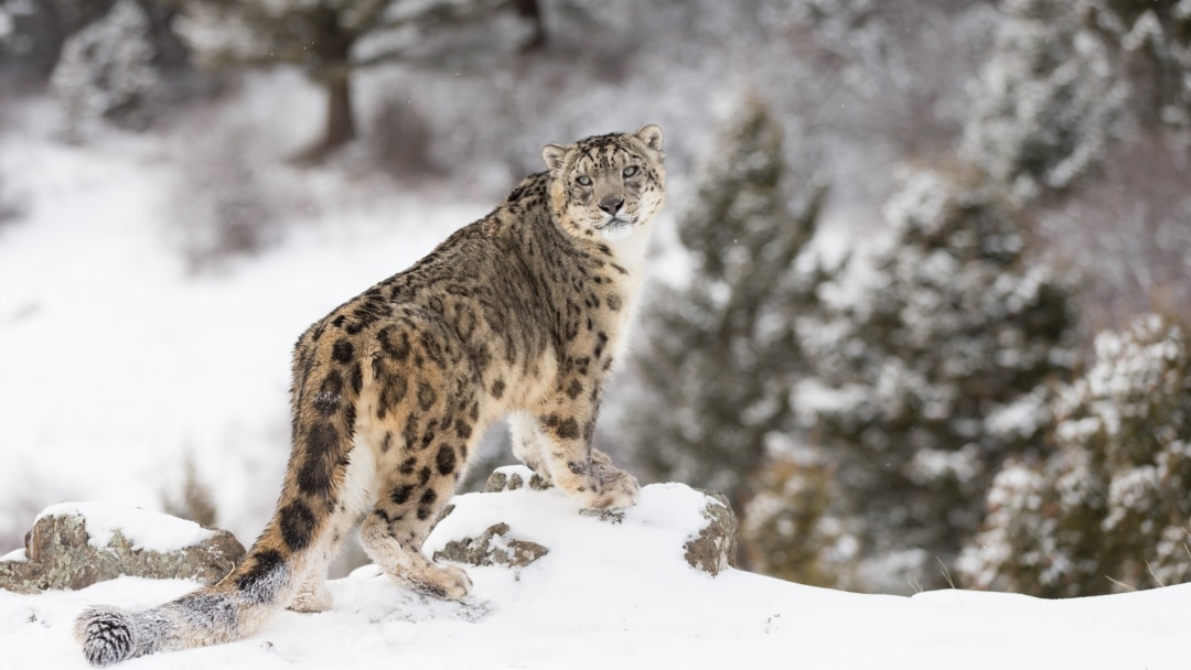 Орыс күйеуі мен әйелі камераға жыныстық қатынасқа түсуде