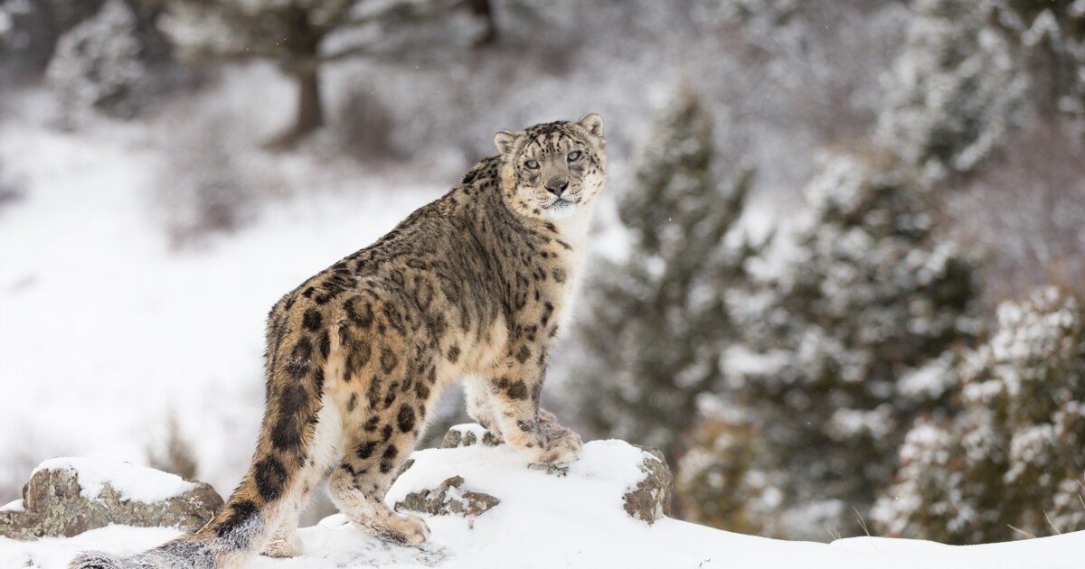 Секс-туристер порно