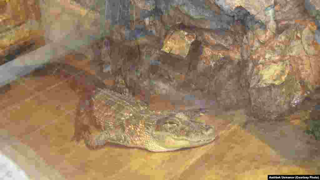 Суу астында жыргап жаткан крокодил.