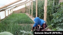 آرشیف، سبزخانه