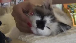 «Не хапае такога месца ў нас»: рэпартаж зь віленскай кацінай кавярні