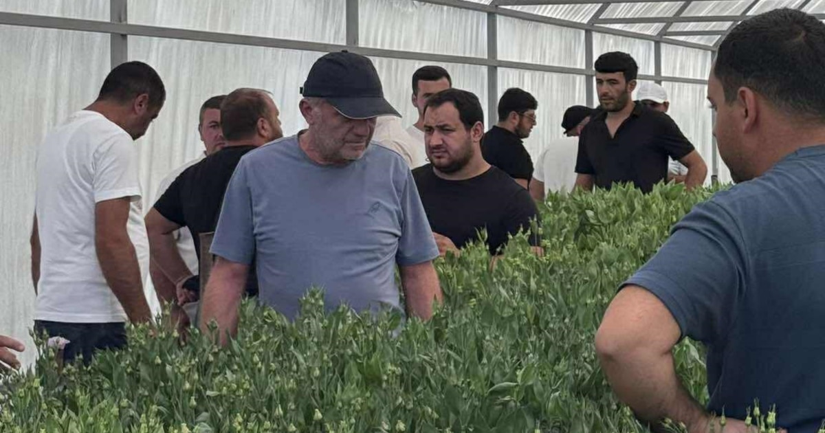 Flowering people of Armavir region complain, exporters do not buy their flowers
