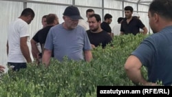 Armenia - A flower greenhouse in Armavir province, July 11, 2025.