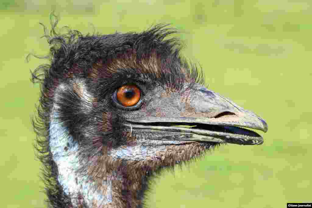 Страус мацъелла.&nbsp;Алиев Идрисан сурт.