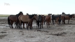 Джут. Экстремальная засуха и гибель скота в Казахстане