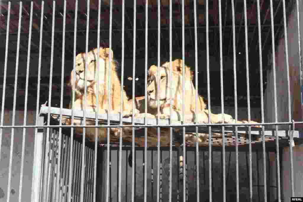 “Ошиқон”-и ҳайвонот #18