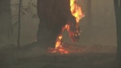 Greenpeace: 2021 год стал рекордным по площади пожаров в России (видео)