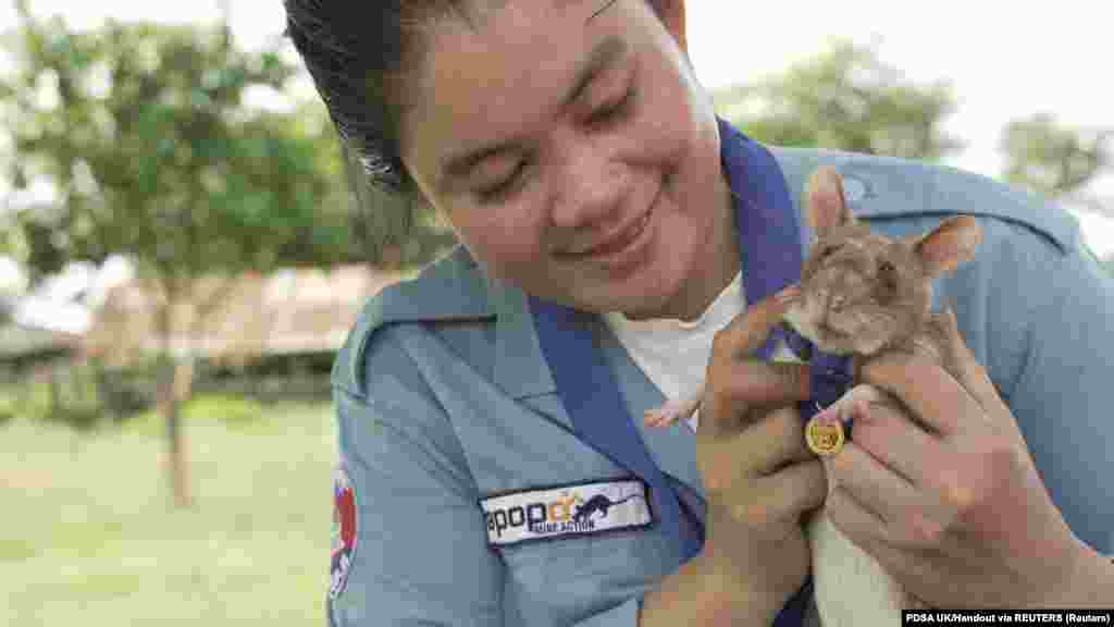 🥇 გაიცანით გმირი ვირთხა მაგავა. მაგავას მიწაში ჩაფლული ნაღმების აღმოჩენისთვის ცოტა ხნის წინ ოქროს მედალი გადაეცა.&nbsp;გიგანტური ვირთხა ბრიტანულმა ვეტერინარულმა საქველმოქმედო ორანგიზაციამ PDSA-მ დააჯილდოვა მაგავა კამბოჯაში მოღვაწეობს, სადაც სამოქალაქო ომის და კონფლიქტების შემდეგ მიწაში მილიონობით ნაღმი შემორჩა და აფეთქებებს ყოველწლიურად ათობით ადამიანი ეწირება.&nbsp; კამბოჯაში განაღმვითი სამუშაოები დღემდე აქტიურად მიმდინარეობს. სწორედ განაღმვითი სამუშაოებისთვის გაწვრთნეს გიგანტური ვირთხა მაგავა, რომელიც საშუალო ვირთხაზე მეტს იწონის, თუმცა არა იმდენს, რომ ნაღმზე გადავლის შემთხვევაში აფეთქდეს.&nbsp; მაგავამ 7 წლის განმავლობაში 39 მიწაში ჩაფლული ნაღმი და 28 აუფეთქებელი საბრძოლო მოწყობილობა აღმოაჩინა.&nbsp; მას ჩოგბურთის მოედნის ტოლი ტერიტორიის შემოწმება 30 წუთში შეუძლია, როდესაც იგივე ზომის ტერიტორიას სპეციალური დეტექტორით აღჭურვილი ადამიანი ოთხ დღეს ანდომებს. 📸 PDSA UK/Handout via REUTERS