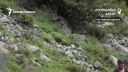 Алтайским браконьерам нашли работу в национальном парке