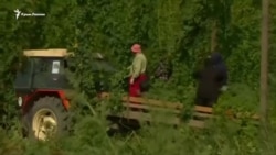 Засуха в Чехии ударила по урожаю хмеля (видео)