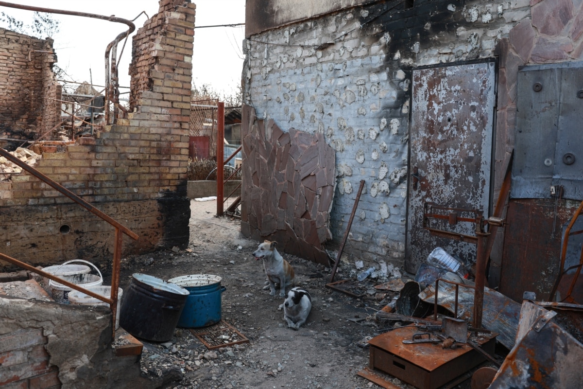 Діна і Лакі – собаки Олександра. Під час пожежі вони були у Вишневому й змогли врятуватися