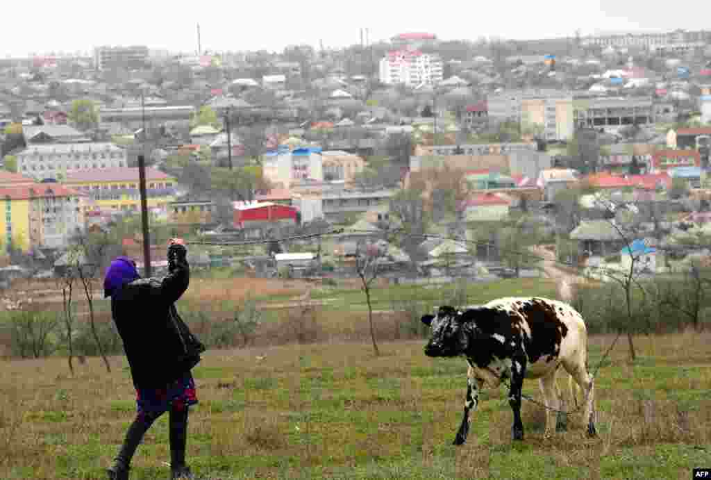 A woman and her cow near the city of Comrat