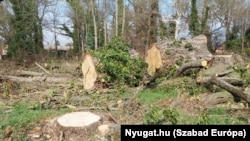 A kastélypark több fáját kivágták