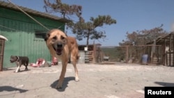 Nakon pooštravanja zakona u Turskoj ulični psi domove našli u inostranstvu