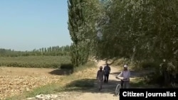 Тошкент вилоятида пахта даласи, август, 2026